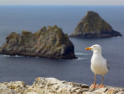 La Pointe de Pen-Hir sur la Presqu'ile de Crozon - TORSET Pierre