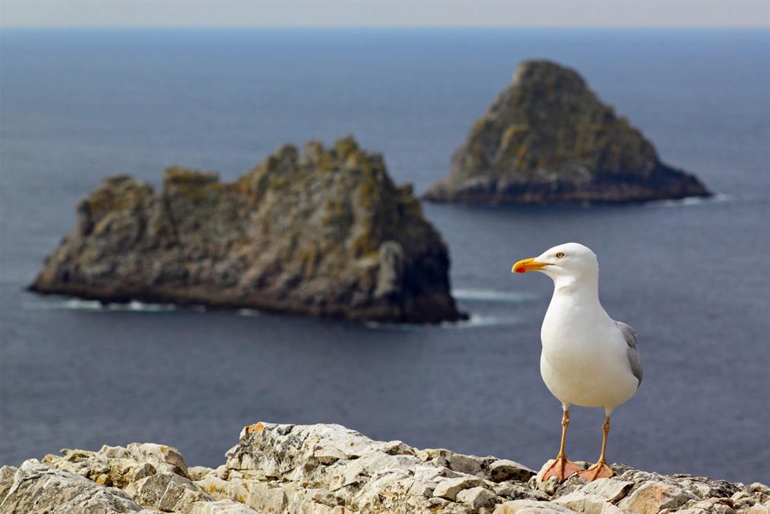 La Pointe de Pen-Hir sur la Presqu'ile de Crozon - TORSET Pierre