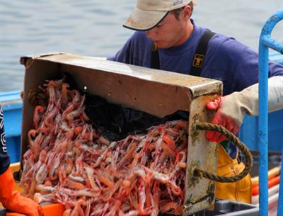Pêcheur au retour de pêche à la langoustine au port du Guilvinec, Ouest Cornouaille - Guilliams Laurent