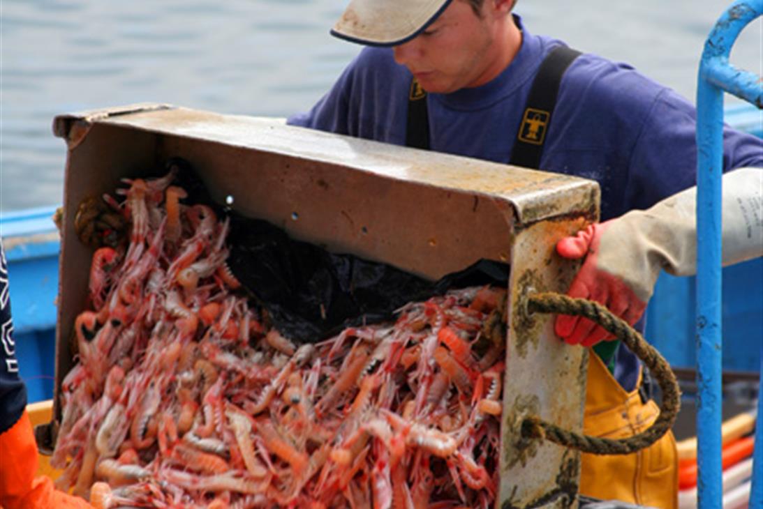 Pêcheur au retour de pêche à la langoustine au port du Guilvinec, Ouest Cornouaille - Guilliams Laurent